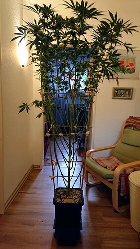 Growreport Bild 6