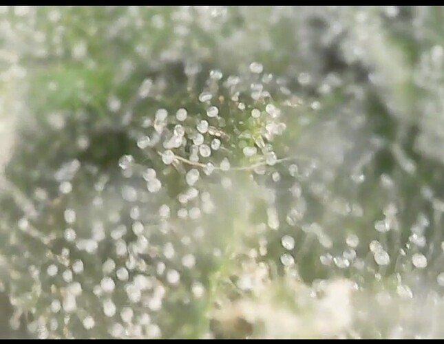 Screenshot_20220906-200548_Gallery