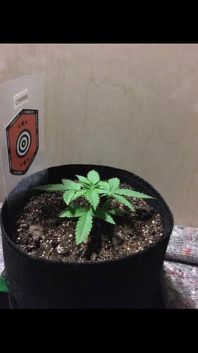 Growreport Bild 1