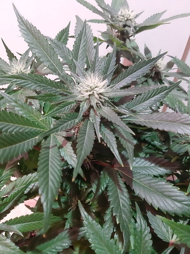 Growreport Bild 8