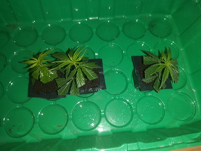 Growreport Bild 4