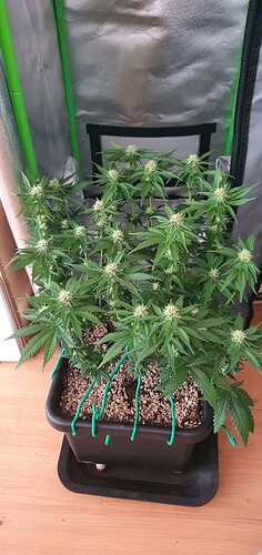 Growreport Bild 2