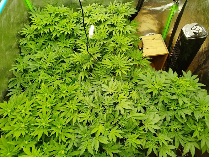 Growreport Bild 8