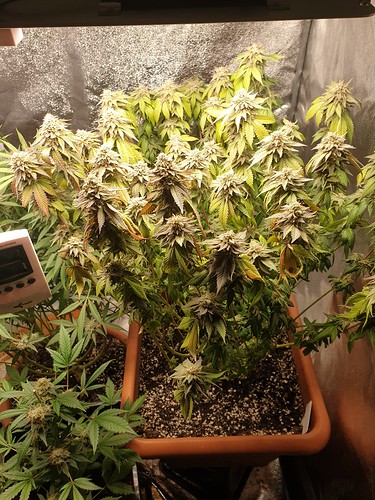 16280954606326186988433908379965