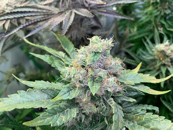 Growreport Bild 4