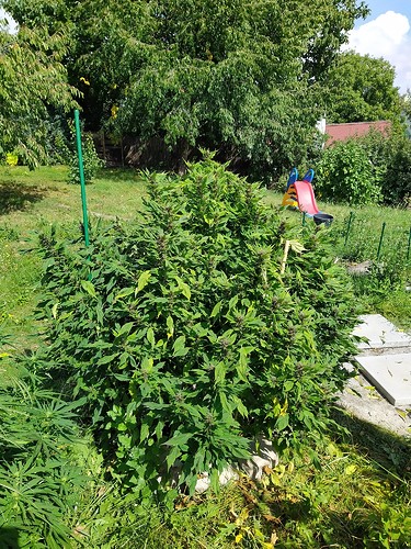 Growreport Bild 5