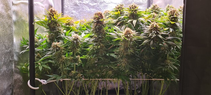Growreport Bild 1
