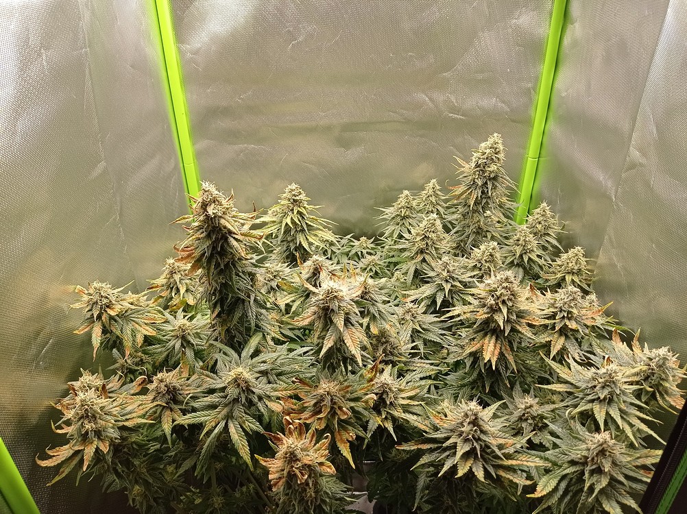 Mein erster Grow - Tipps sind sehr willkommen:) (Geerntet)