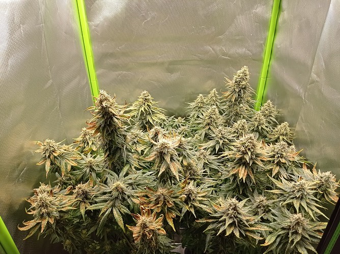 Growreport Bild 4