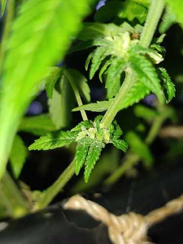 Growreport Bild 3