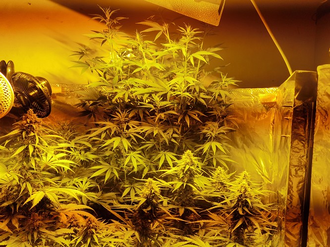 Growreport Bild 32