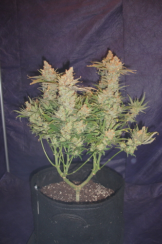 Growreport Bild 38