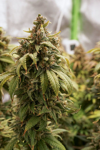 Growreport Bild 3