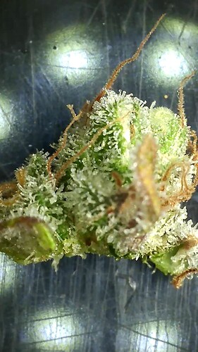 Growreport Bild 12