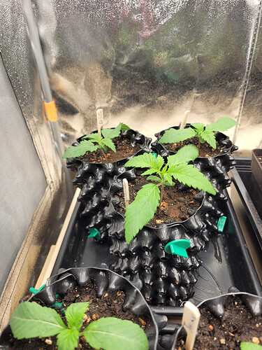 Growreport Bild 13