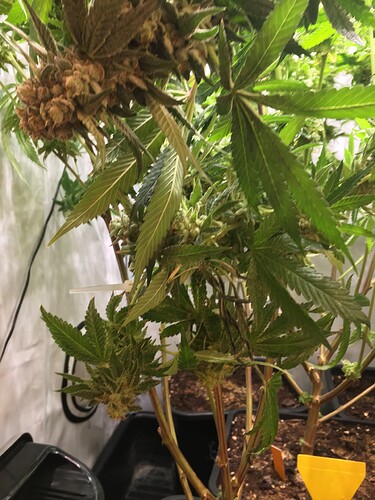 Growreport Bild 2