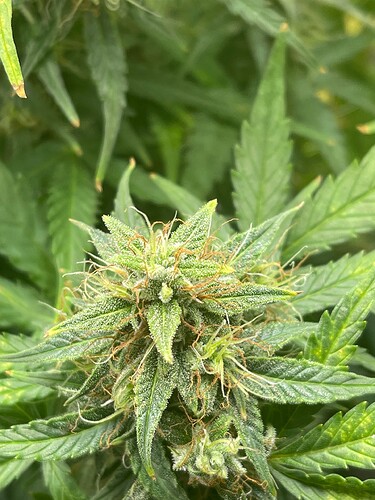 Growreport Bild 1