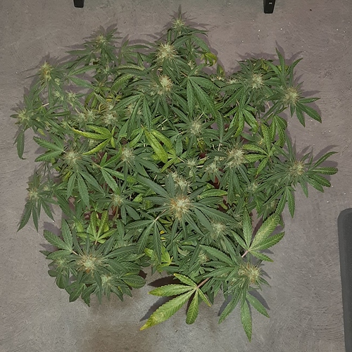 Growreport Bild 13