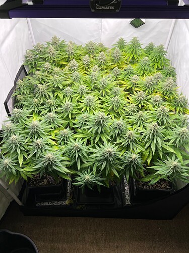 Growreport Bild 2