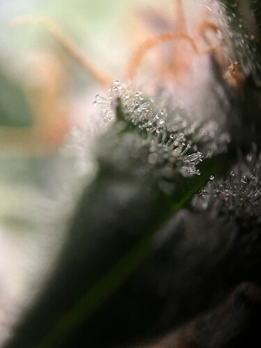 Growreport Bild 13