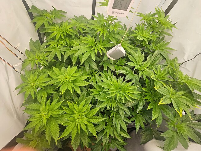 Growreport Bild 9