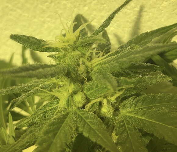 Growreport Bild 2