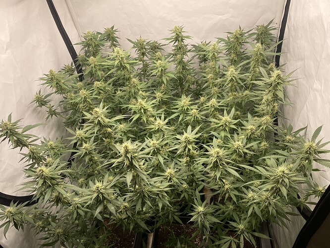 Growreport Bild 1