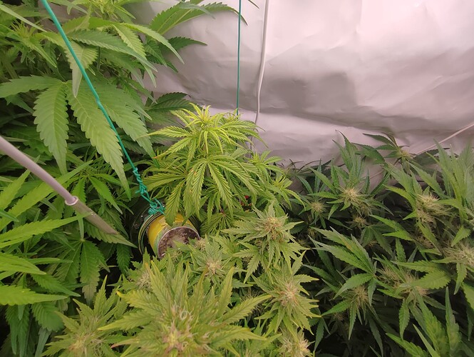 Growreport Bild 59