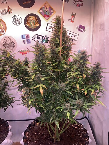 Growreport Bild 3
