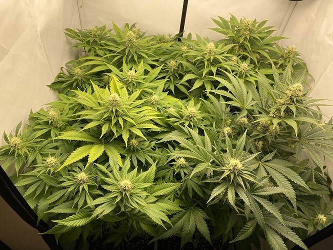 Growreport Bild 3