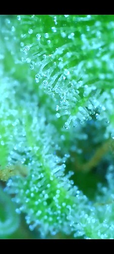 Growreport Bild 16