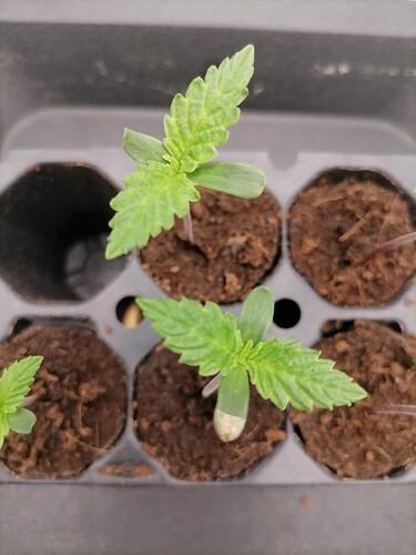Growreport Bild 33