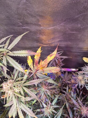 Growreport Bild 63