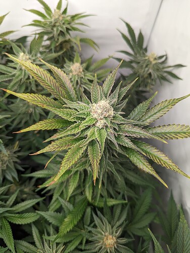 Growreport Bild 1