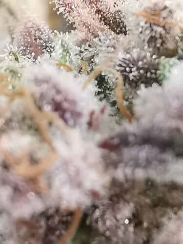 Growreport Bild 35
