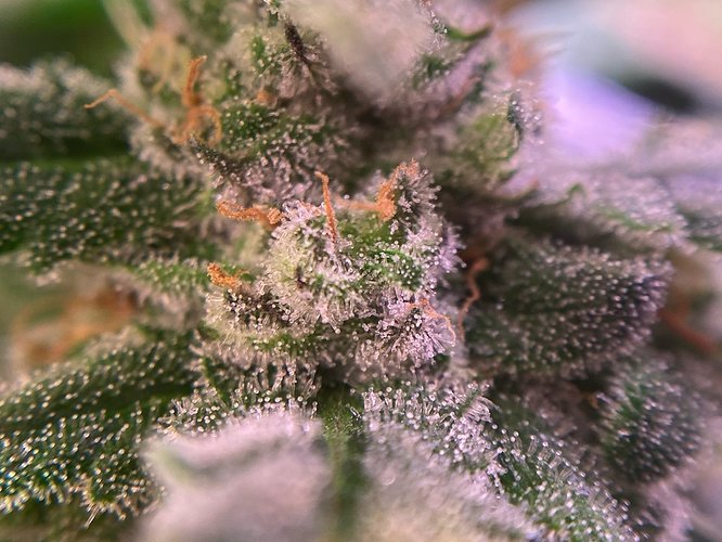 Growreport Bild 44