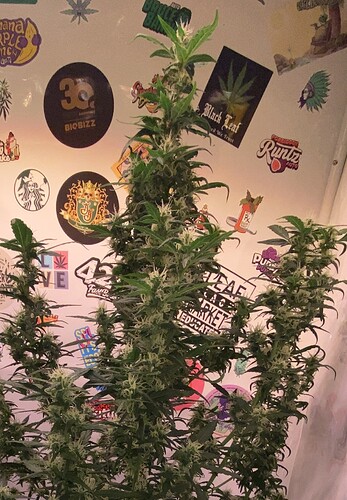 Growreport Bild 4