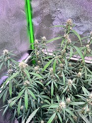 Growreport Bild 7