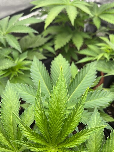 Growreport Bild 13