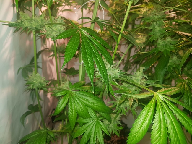 Growreport Bild 6