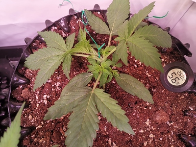 Growreport Bild 7
