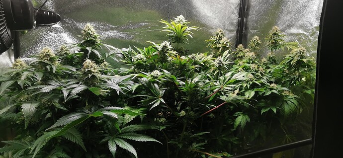 Growreport Bild 3