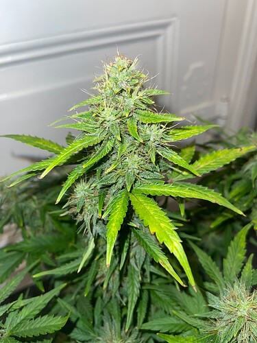 Growreport Bild 9