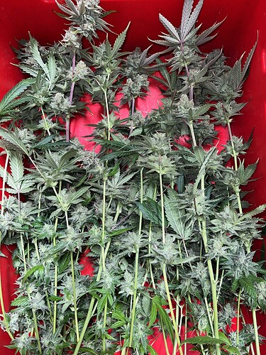 Growreport Bild 19