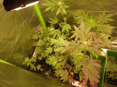 Growreport Bild 27