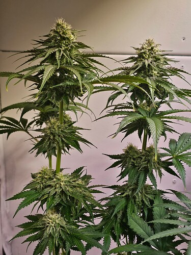 Growreport Bild 4