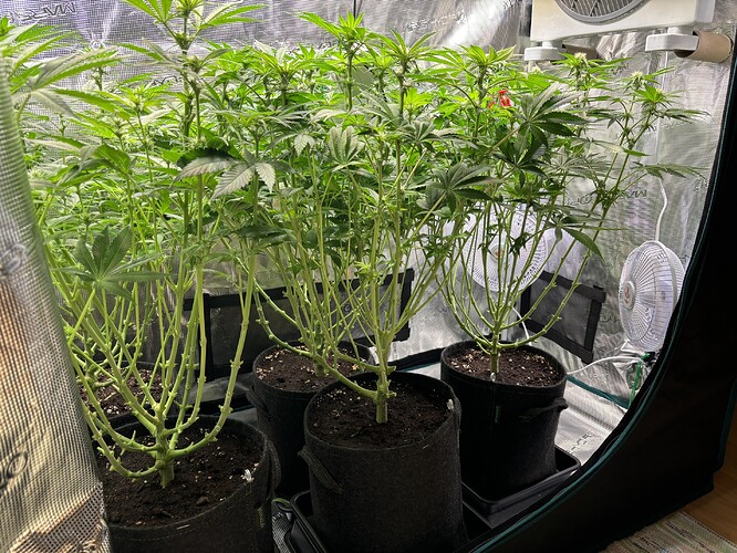 Growreport Bild 7