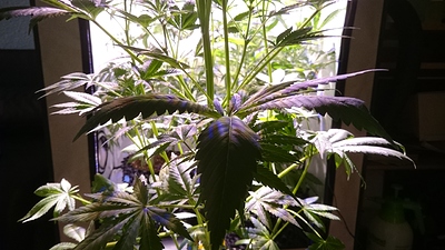 Growreport Bild 4