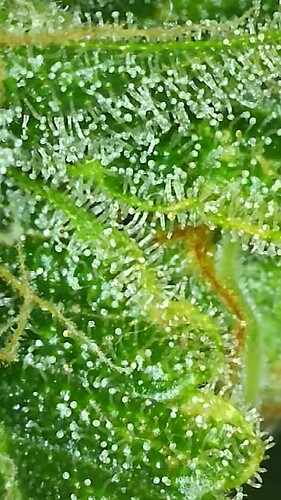 Growreport Bild 7