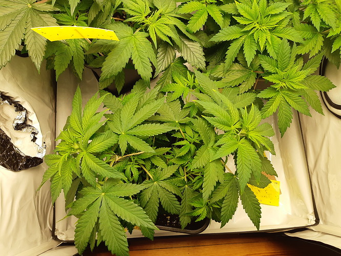 Growreport Bild 6